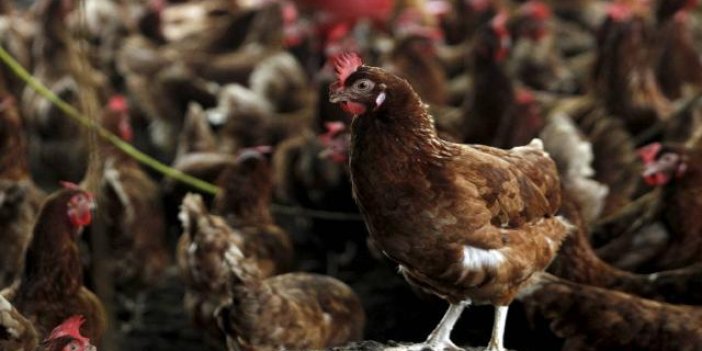 Hollanda'da kuş gribi: 168 bin tavuk itlaf edildi