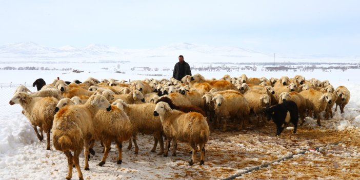 Kar nedeniyle mahsur kalan çoban ve sürüsü kurtarıldı