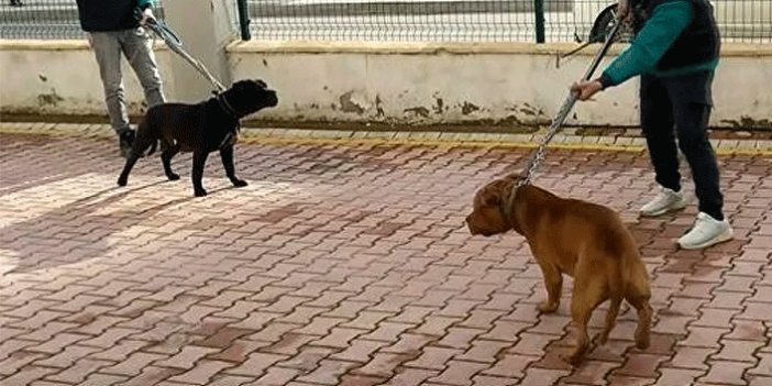 Pitbull cinsi köpekler iddianamede silah sayıldı