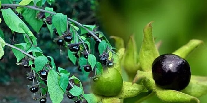 Güzel avrat otu nedir? Faydaları ve Zararları nelerdir?