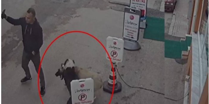 Pitbull köpeğini sokak köpeğine saldırttı, selfie çekti! Böyle vicdansızlık görülmedi