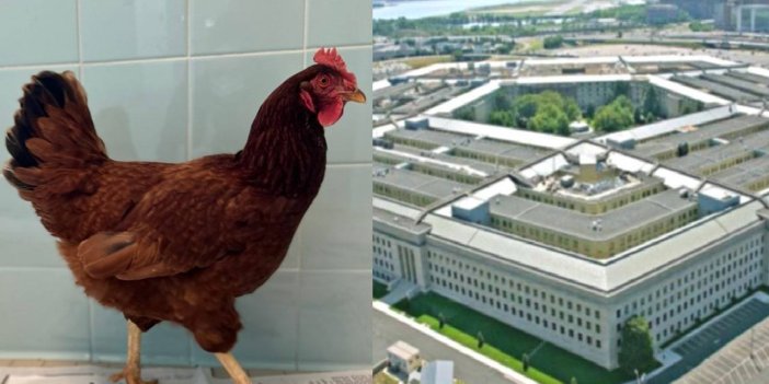 Pentagona sızmaya çalışan tavuk yakalandı 