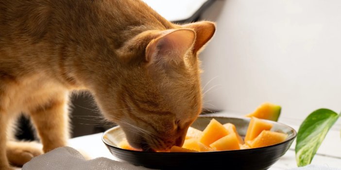 Kedilerinin sağlıklı yaşamasını isteyenler dikkat! Sevimli dostunuza bu 12 yiyeceği verebilirsiniz