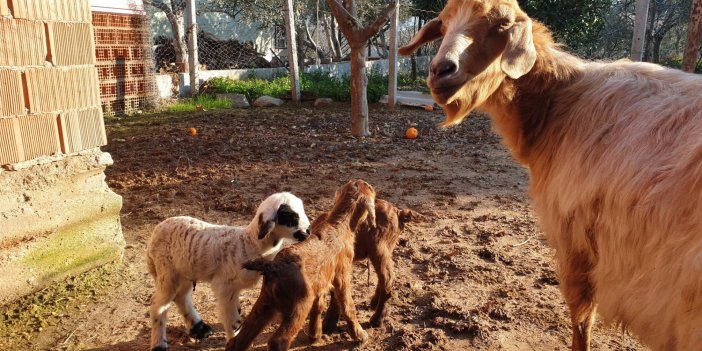 Doğum yapan keçi iki oğlak, bir tane de kuzu dünyaya getirdi: 'İlk kez böyle bir olay gördüm'