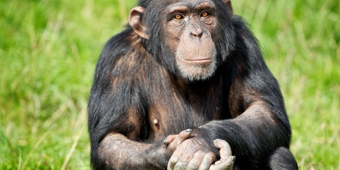 Şempanzelerden açık yara için ilginç tedavi yöntemi