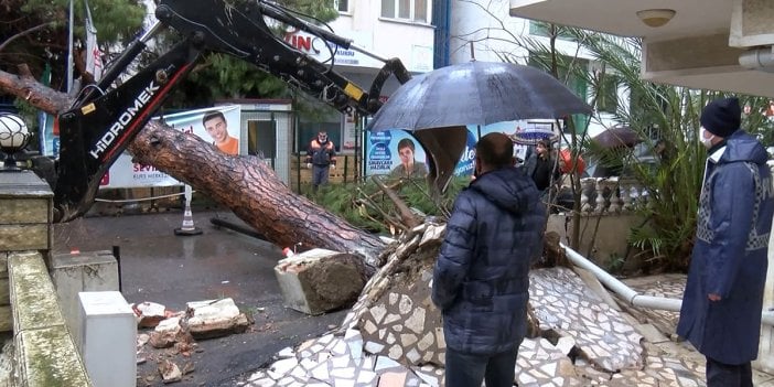 Maltepe'de çam ağacı devrildi! İşte o anlar…