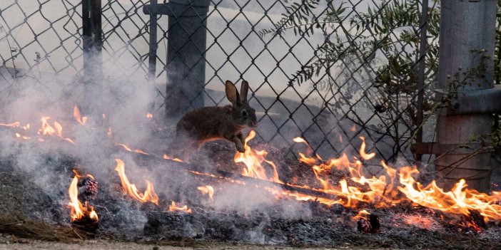 Bahçelievler'de bir depoda yangın çıktı: Tavşanlar mahsur kaldı