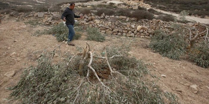 Yahudi yerleşimciler Filistinlilerin zeytin ağaçlarını söktü