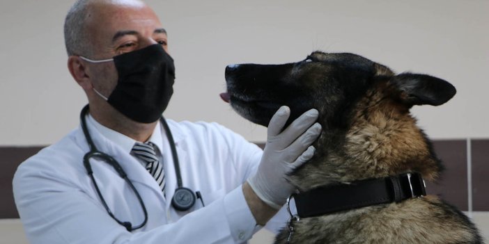 Köpek saldırısında ne yapmak gerekiyor. Prof. Dr. Mustafa Sinan Aktaş açıkladı
