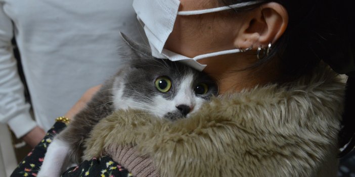 Meme kanseri kedinin vücudundan çıktı! Sahibi görünce neye uğradığını şaşırdı…