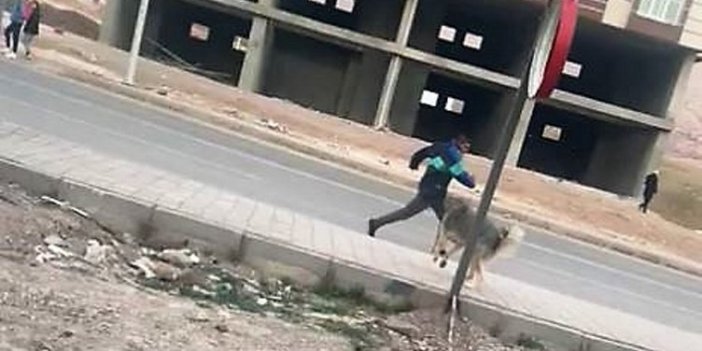 Mardin’de sokak köpeklerinin saldırında 7 kişi yaralandı