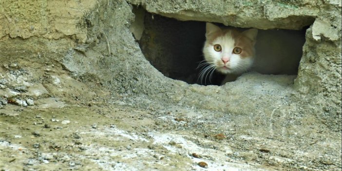 Duvarın oyuğuna saklanan kedilerin canlı canlı gömüldüğü iddiası ortalığı karıştırdı