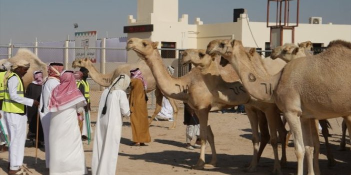Arap develeri Katar'ın en güzeli olmak için yarışacak