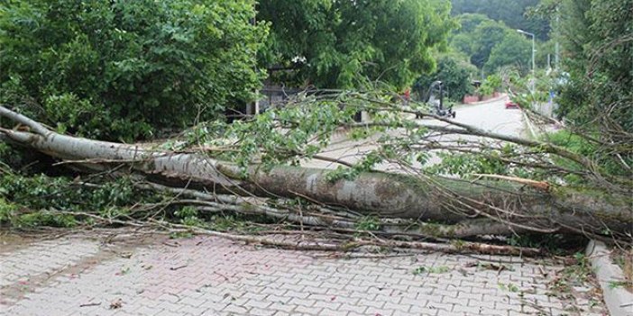 Üzerine ağaç devrilen orman işçisi yaşamını yitirdi