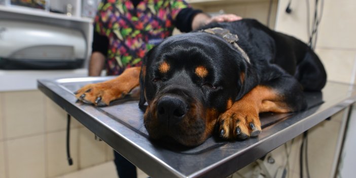 Veteriner uyardı: Evcil hayvanlarda cisim yutmak ölümlerine neden olabilir