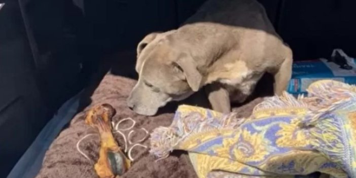 Kayıp ilanı verilen bir köpek 12 yıl sonra bulundu