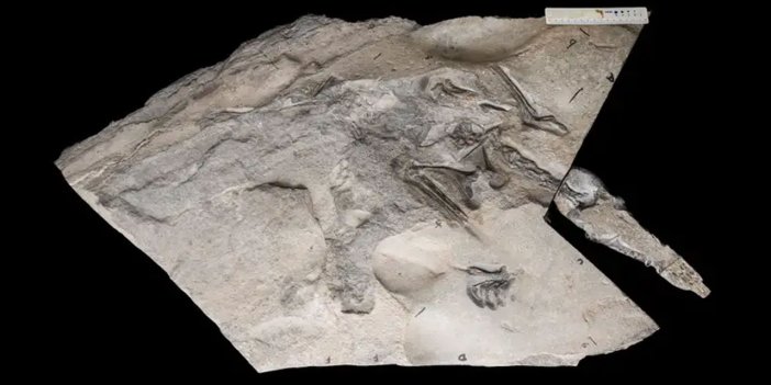 170 milyon yıllık devasa bir uçan sürüngen keşfedildi