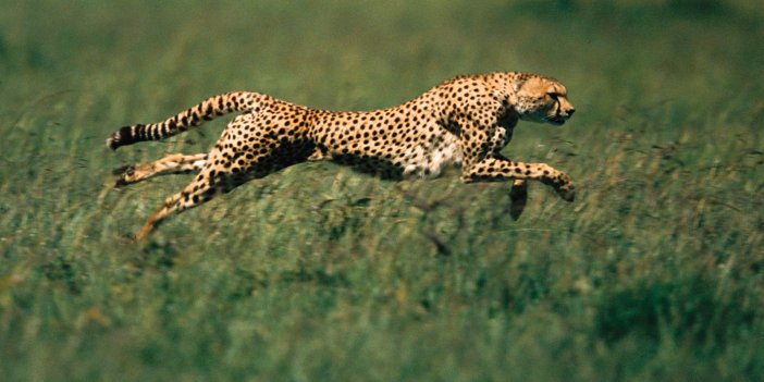 Dünyanın en hızlı hayvanları belirlendi. Bazılarına inanamayacaksınız!