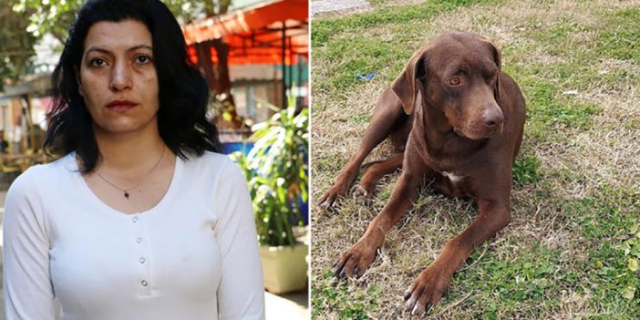 Ateş köpek 'yanlış el'deki iğneden öldü iddiası