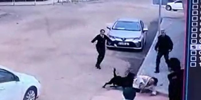 Kim bu katillere dur diyecek. Rottweiler cinsi köpek yolda yürüyen kadınlara saldırdı