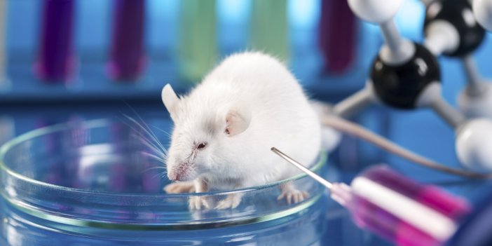 Bilim insanları, farelerdeki kanserli hücreleri kısa bir sürede yok eden yeni bir tedavi yöntemi geliştirdi