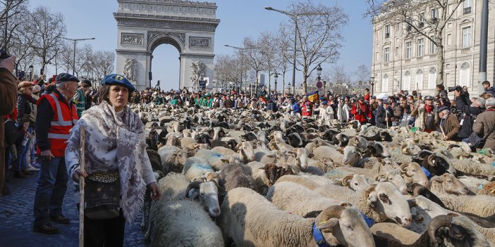 Paris'in en ünlü caddesini koyunlar durdurdu