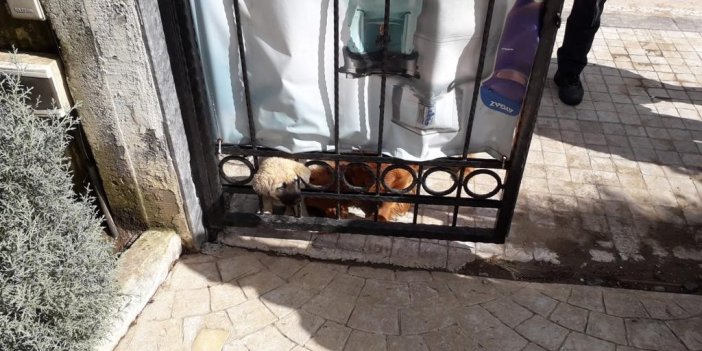 Demir kapıya sıkışan yavru köpek kurtarıldı