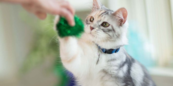 Başlarına buyruk sevimli dostlarımız kedileri eğitmek için uygulanabilecek tavsiyeler