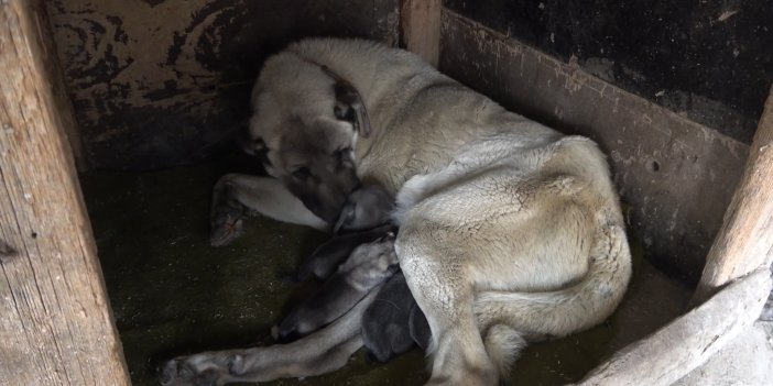 Yeni doğan yavru köpek, "Anne" dedi. İzleyenler duyduklarına inanamadı tekrar tekrar izledi