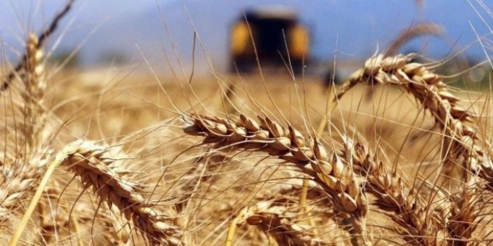 Rusya tahıl ve şeker ihracatını geçici olarak yasakladı