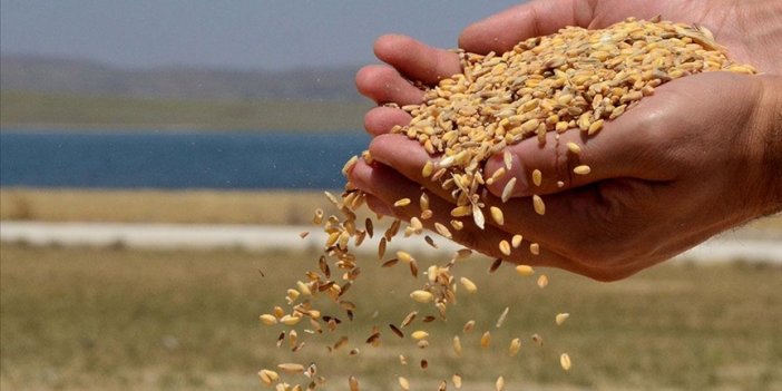 Toprak Mahsulleri Ofisi’nden buğday ithalatı kararı. Türk çiftçisinin suçu ne