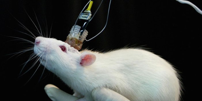 Bilim insanları bu kez fareleri güzel şeyler için kullandı!