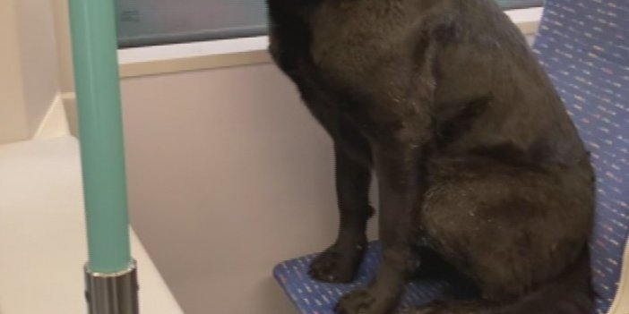 Sokak köpeği soğuk nedeniyle tramvayda yolculuk yaptı