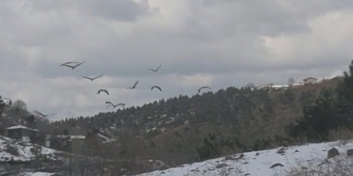 Mola veren leylekler için yem dağıtıldı