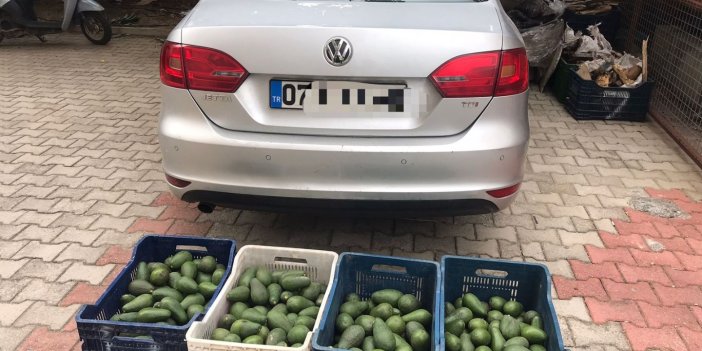 Antalya'da hırsızlık olayı! 4 kasa avokado çaldılar