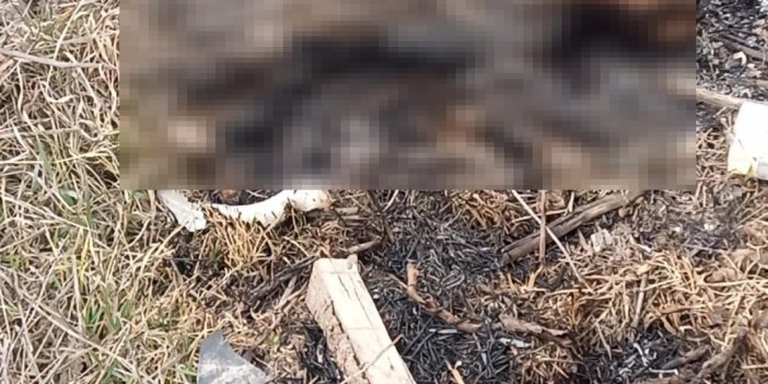 Eskişehir’de yanmış kedi cesedi bulundu