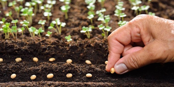 Tohumda KDV’nin yüzde 1’e düşmesi üretime nasıl yansıyacak