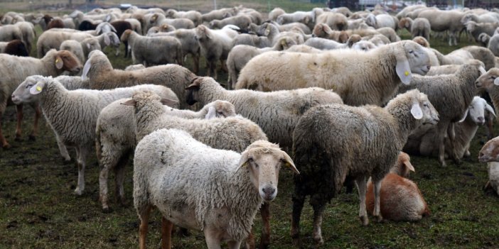Şanlıurfa'da yasaklı bölgeye giren 17 koyun gözaltına alındı. Milletvekili devreye girdi