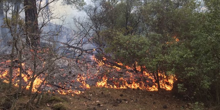 Karpuzlu'da orman yangını