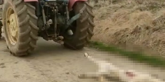 Hamile köpeği öldürüp traktörün arkasında sürüklemişti. Serbest bırakıldı