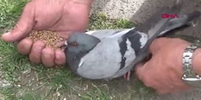 İtfaiyeden güvercin kurtarma operasyonu