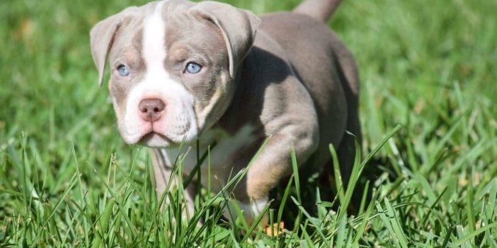 Ankara’da 7 yavru pitbull ölü bulundu