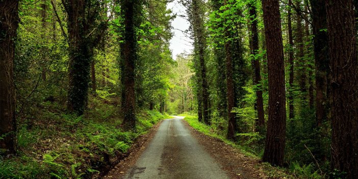 Manisa Orman İşletme Müdürlüğü orman yolu yaptıracak