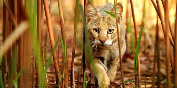 Neden avlanırken yaşlı, hasta ve sakat olan hayvanlar seçilir? Saz kedisi hakkında bilinmeyenler