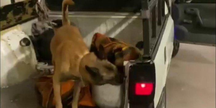 Bursa'da polis köpeği Galya mutfak tüpünün içinde 46 bin adet buldu