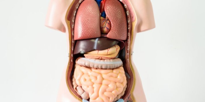 İç organlarımız gerçekte nasıl görünür?