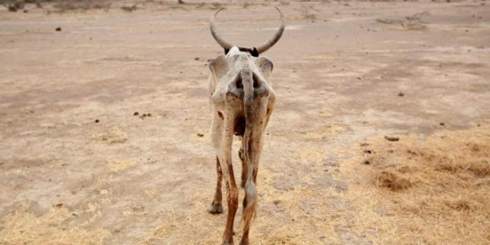 Etiyopya'da kuraklık yüz binlerce hayvanın canına mal oldu