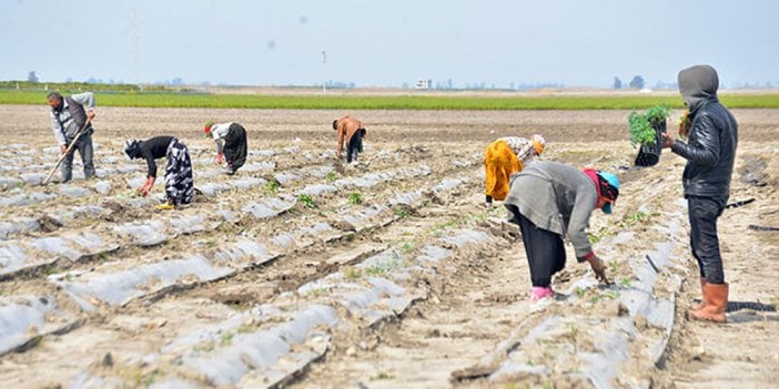 Meteoroloji'den 4 il için zirai don uyarısı