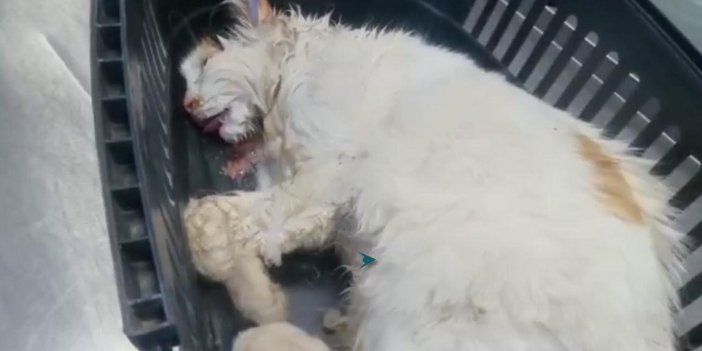 Denizli'de vahşet: 20 kedi ve köpek zehirlenerek öldürüldü. Zehirlenen 1 kedi son anda kurtarıldı