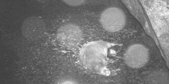 Nesli tehlike altındaydı! Kırmızı listedeki Akdeniz fokunun doğumu ilk kez kayıt altında